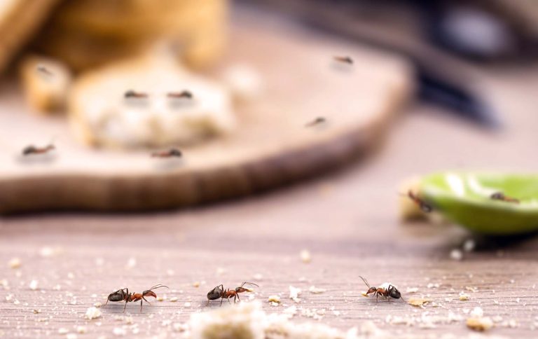 eliminar plaga de hormigas en barcelona