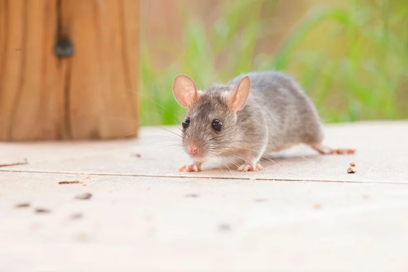 eliminar ratones en barcelona